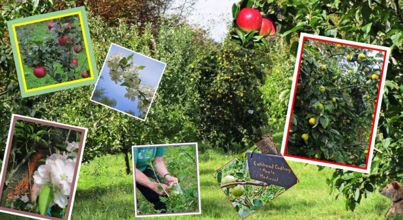 The community orchard