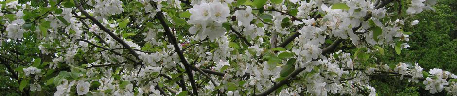 Community Orchard blossom